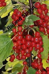 Rote Johannisbeere, Ribes rubrum, Ribes sylvestre, Ribes vulgare, Ribes sativum, Ribes rubrum, Ribes sylvestre, Ribes vulgare, Ribes sativum, Rote Johannisbeere, Grossulariaceae, fruchtend Kauf von 00268_ribes_rubrum_dsc_5911.jpg