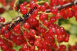 Rote Johannisbeere, Ribes rubrum, Ribes sylvestre, Ribes vulgare, Ribes sativum, Ribes rubrum, Ribes sylvestre, Ribes vulgare, Ribes sativum, Rote Johannisbeere, Grossulariaceae, fruchtend Kauf von 00268_ribes_rubrum_dsc_5912.jpg