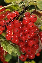 Rote Johannisbeere, Ribes rubrum, Ribes sylvestre, Ribes vulgare, Ribes sativum, Ribes rubrum, Ribes sylvestre, Ribes vulgare, Ribes sativum, Rote Johannisbeere, Grossulariaceae, fruchtend Kauf von 00268_ribes_rubrum_dsc_5913.jpg