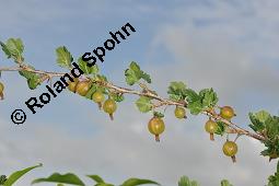 Stachelbeere, Ribes uva-crispa (Wildform), Grossulariaceae, Ribes uva-crispa, Grossularia uva-crispa, Stachelbeere, Blühend, Wildform blühend Kauf von 00269_ribes_uva_crispa_dsc_4640.jpg