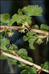 Stachelbeere, Ribes uva-crispa (Wildform), Grossulariaceae, Ribes uva-crispa, Grossularia uva-crispa, Stachelbeere, Blühend, Wildform blühend Kauf von 00269ribes_uva-crispaimg_5810.jpg