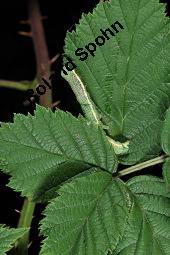 Brombeere, Rubus fruticosus, Rosaceae, Rubus fruticosus, Brombeere, Beblättert, Herbstfärbung Kauf von 00271_rubus_fruticosos_dsc_2970.jpg