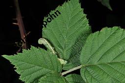 Brombeere, Rubus fruticosus, Rosaceae, Rubus fruticosus, Brombeere, Beblättert, Herbstfärbung Kauf von 00271_rubus_fruticosos_dsc_2971.jpg