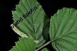 Brombeere, Rubus fruticosus, Rosaceae, Rubus fruticosus, Brombeere, Beblättert, Herbstfärbung Kauf von 00271_rubus_fruticosos_dsc_2972.jpg