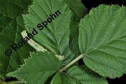 Brombeere, Rubus fruticosus, Rosaceae, Rubus fruticosus, Brombeere, Beblättert, Herbstfärbung Kauf von 00271_rubus_fruticosos_dsc_2973.jpg