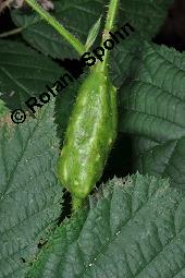 Brombeere, Rubus fruticosus, Rosaceae, Rubus fruticosus, Brombeere, Beblättert, Herbstfärbung Kauf von 00271_rubus_fruticosus_dsc_6750.jpg