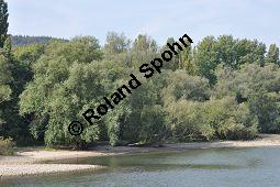 Silber-Weide, Weiß-Weide, Salix alba, Salicaceae, Salix alba, Silber-Weide, Weiß-Weide, Abgesägter Stamm Kauf von 00276_salix_alba_dsc_0439.jpg