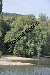 Silber-Weide, Weiß-Weide, Salix alba, Salicaceae, Salix alba, Silber-Weide, Weiß-Weide, Abgesägter Stamm Kauf von 00276_salix_alba_dsc_0440.jpg