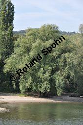 Silber-Weide, Weiß-Weide, Salix alba, Salicaceae, Salix alba, Silber-Weide, Weiß-Weide, Abgesägter Stamm Kauf von 00276_salix_alba_dsc_0441.jpg