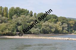 Silber-Weide, Weiß-Weide, Salix alba, Salicaceae, Salix alba, Silber-Weide, Weiß-Weide, Abgesägter Stamm Kauf von 00276_salix_alba_dsc_0442.jpg