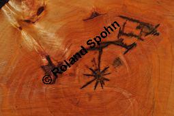 Silber-Weide, Weiß-Weide, Salix alba, Salicaceae, Salix alba, Silber-Weide, Weiß-Weide, Abgesägter Stamm Kauf von 00276_salix_alba_dsc_1453.jpg