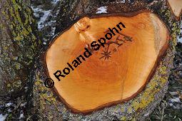 Silber-Weide, Weiß-Weide, Salix alba, Salicaceae, Salix alba, Silber-Weide, Weiß-Weide, Abgesägter Stamm Kauf von 00276_salix_alba_dsc_1454.jpg