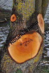 Silber-Weide, Weiß-Weide, Salix alba, Salicaceae, Salix alba, Silber-Weide, Weiß-Weide, Abgesägter Stamm Kauf von 00276_salix_alba_dsc_1455.jpg