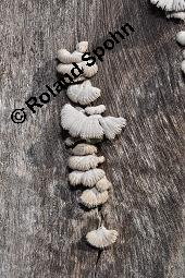 Spaltblättling, Schizophyllum commune, Basidiomyceten, Schizophyllum commune, Spaltblättling, Fruchtkörper Kauf von 00280_schizophyllum_commune_dsc_7418.jpg