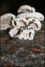 Spaltblättling, Schizophyllum commune, Basidiomyceten, Schizophyllum commune, Spaltblättling, Fruchtkörper Kauf von 00280schizophyllum_communeimg_5259.jpg