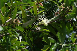 Rosenapfel, Jambuse, Syzygium jambos, Eugenia jambos, Jambosa vulgaris, Myrtaceae, Syzygium jambos, Eugenia jambos, Jambosa vulgaris, Rosenapfel, Jambuse, Blühend Kauf von 00301syzygium_jambosimg_2702.jpg