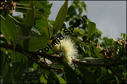 Rosenapfel, Jambuse, Syzygium jambos, Eugenia jambos, Jambosa vulgaris, Myrtaceae, Syzygium jambos, Eugenia jambos, Jambosa vulgaris, Rosenapfel, Jambuse, Blühend Kauf von 00301syzygium_jambosimg_2703.jpg