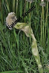 Wiesen-Löwenzahn, Kuhblume, Taraxacum officinale, Cichoriaceae, Taraxacum officinale, Wiesen-Löwenzahn, Kuhblume, Blatt Kauf von 00303_taraxacum_officinale_dsc_0551.jpg