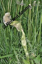 Wiesen-Löwenzahn, Kuhblume, Taraxacum officinale, Cichoriaceae, Taraxacum officinale, Wiesen-Löwenzahn, Kuhblume, Blatt Kauf von 00303_taraxacum_officinale_dsc_0552.jpg