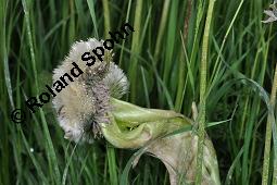 Wiesen-Löwenzahn, Kuhblume, Taraxacum officinale, Cichoriaceae, Taraxacum officinale, Wiesen-Löwenzahn, Kuhblume, Blatt Kauf von 00303_taraxacum_officinale_dsc_0553.jpg