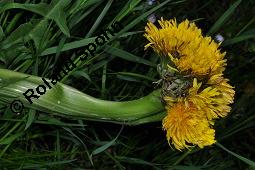 Wiesen-Löwenzahn, Kuhblume, Taraxacum officinale, Cichoriaceae, Taraxacum officinale, Wiesen-Löwenzahn, Kuhblume, Blatt Kauf von 00303_taraxacum_officinale_dsc_8948.jpg