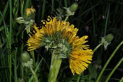 Wiesen-Löwenzahn, Kuhblume, Taraxacum officinale, Cichoriaceae, Taraxacum officinale, Wiesen-Löwenzahn, Kuhblume, Blatt Kauf von 00303_taraxacum_officinale_dsc_8949.jpg
