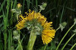 Wiesen-Löwenzahn, Kuhblume, Taraxacum officinale, Cichoriaceae, Taraxacum officinale, Wiesen-Löwenzahn, Kuhblume, Blatt Kauf von 00303_taraxacum_officinale_dsc_8950.jpg