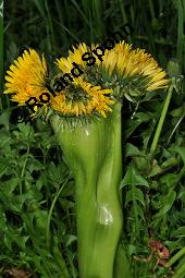 Wiesen-Löwenzahn, Kuhblume, Taraxacum officinale, Cichoriaceae, Taraxacum officinale, Wiesen-Löwenzahn, Kuhblume, Blatt Kauf von 00303_taraxacum_officinale_dsc_8952.jpg