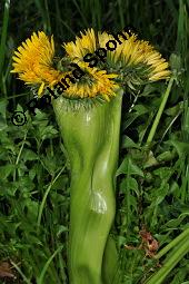 Wiesen-Löwenzahn, Kuhblume, Taraxacum officinale, Cichoriaceae, Taraxacum officinale, Wiesen-Löwenzahn, Kuhblume, Blatt Kauf von 00303_taraxacum_officinale_dsc_8953.jpg