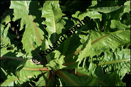 Wiesen-Löwenzahn, Kuhblume, Taraxacum officinale, Cichoriaceae, Taraxacum officinale, Wiesen-Löwenzahn, Kuhblume, Blatt Kauf von 00303taraxacum_officinaleimg_4205.jpg