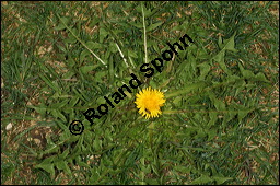 Wiesen-Löwenzahn, Kuhblume, Taraxacum officinale, Cichoriaceae, Taraxacum officinale, Wiesen-Löwenzahn, Kuhblume, Blatt Kauf von 00303taraxacum_officinaleimg_6118.jpg