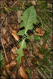 Wiesen-Löwenzahn, Kuhblume, Taraxacum officinale, Cichoriaceae, Taraxacum officinale, Wiesen-Löwenzahn, Kuhblume, Blatt Kauf von 00303taraxacum_officinaleimg_6559.jpg