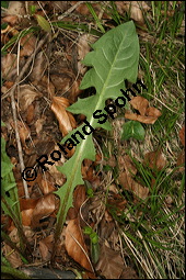 Wiesen-Löwenzahn, Kuhblume, Taraxacum officinale, Cichoriaceae, Taraxacum officinale, Wiesen-Löwenzahn, Kuhblume, Blatt Kauf von 00303taraxacum_officinaleimg_6560.jpg