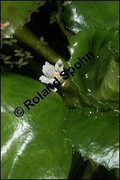 Gewöhnliche Wassernuss, Trapa natans, Trapaceae, Trapa natans, Gewöhnliche Wassernuss, Blühend Kauf von 00307trapa_natansimg_8861.jpg