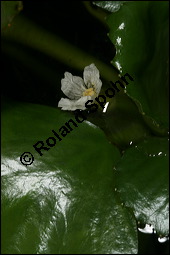 Gewöhnliche Wassernuss, Trapa natans, Trapaceae, Trapa natans, Gewöhnliche Wassernuss, Blühend Kauf von 00307trapa_natansimg_8862.jpg