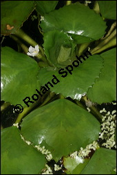 Gewöhnliche Wassernuss, Trapa natans, Trapaceae, Trapa natans, Gewöhnliche Wassernuss, Blühend Kauf von 00307trapa_natansimg_8863.jpg