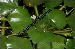 Gewöhnliche Wassernuss, Trapa natans, Trapaceae, Trapa natans, Gewöhnliche Wassernuss, Blühend Kauf von 00307trapa_natansimg_8864.jpg