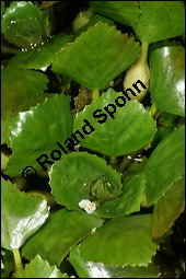 Gewöhnliche Wassernuss, Trapa natans, Trapaceae, Trapa natans, Gewöhnliche Wassernuss, Blühend Kauf von 00307trapa_natansimg_8865.jpg