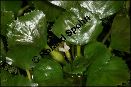Gewöhnliche Wassernuss, Trapa natans, Trapaceae, Trapa natans, Gewöhnliche Wassernuss, Blühend Kauf von 00307trapa_natansimg_8866.jpg