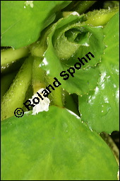 Gewöhnliche Wassernuss, Trapa natans, Trapaceae, Trapa natans, Gewöhnliche Wassernuss, Blühend Kauf von 00307trapa_natansimg_8867.jpg