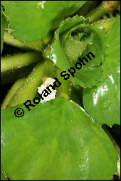 Gewöhnliche Wassernuss, Trapa natans, Trapaceae, Trapa natans, Gewöhnliche Wassernuss, Blühend Kauf von 00307trapa_natansimg_8868.jpg