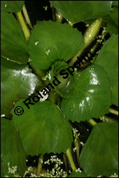 Gewöhnliche Wassernuss, Trapa natans, Trapaceae, Trapa natans, Gewöhnliche Wassernuss, Blühend Kauf von 00307trapa_natansimg_8869.jpg
