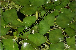 Gewöhnliche Wassernuss, Trapa natans, Trapaceae, Trapa natans, Gewöhnliche Wassernuss, Blühend Kauf von 00307trapa_natansimg_8871.jpg