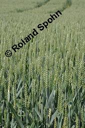 Saat-Weizen, Weizen, Triticum aestivum, Triticum aestivum, Saat-Weizen, Weizen, Poaceae, unreif fruchtend Kauf von 00309_triticum_aestivum_dsc_4700.jpg