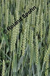 Saat-Weizen, Weizen, Triticum aestivum, Triticum aestivum, Saat-Weizen, Weizen, Poaceae, unreif fruchtend Kauf von 00309_triticum_aestivum_dsc_4701.jpg