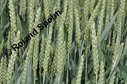 Saat-Weizen, Weizen, Triticum aestivum, Triticum aestivum, Saat-Weizen, Weizen, Poaceae, unreif fruchtend Kauf von 00309_triticum_aestivum_dsc_4702.jpg