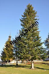 Weiß-Tanne, Abies alba, Pinaceae, Abies alba, Weiß-Tanne, Weißtanne, Habitat Kauf von 00326_abies_alba_dsc_1354.jpg