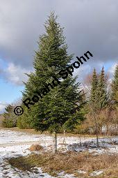 Weiß-Tanne, Abies alba, Pinaceae, Abies alba, Weiß-Tanne, Weißtanne, Habitat Kauf von 00326_abies_alba_dsc_1484.jpg