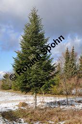 Weiß-Tanne, Abies alba, Pinaceae, Abies alba, Weiß-Tanne, Weißtanne, Habitat Kauf von 00326_abies_alba_dsc_1485.jpg