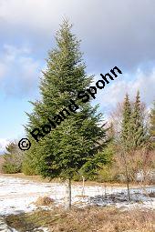 Weiß-Tanne, Abies alba, Pinaceae, Abies alba, Weiß-Tanne, Weißtanne, Habitat Kauf von 00326_abies_alba_dsc_1486.jpg